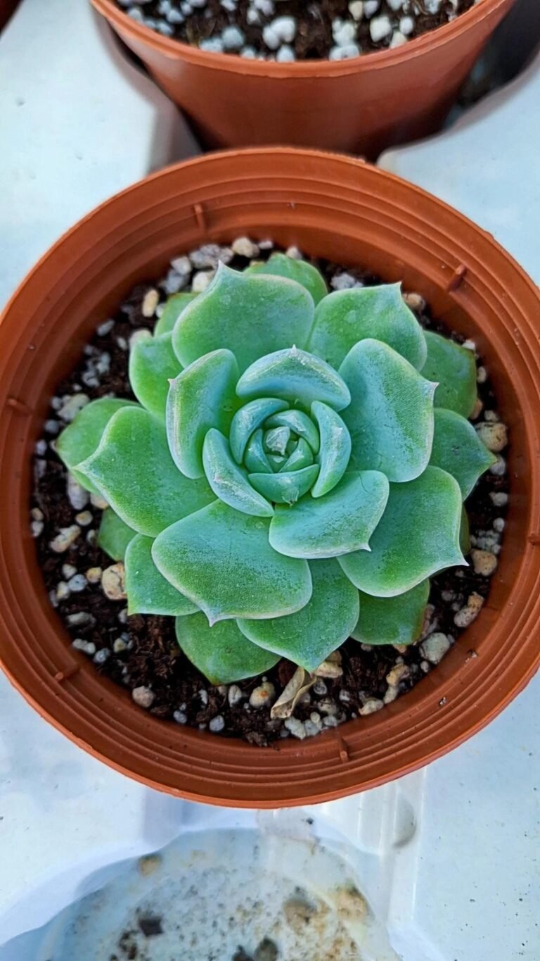 Echeveria mijing korean