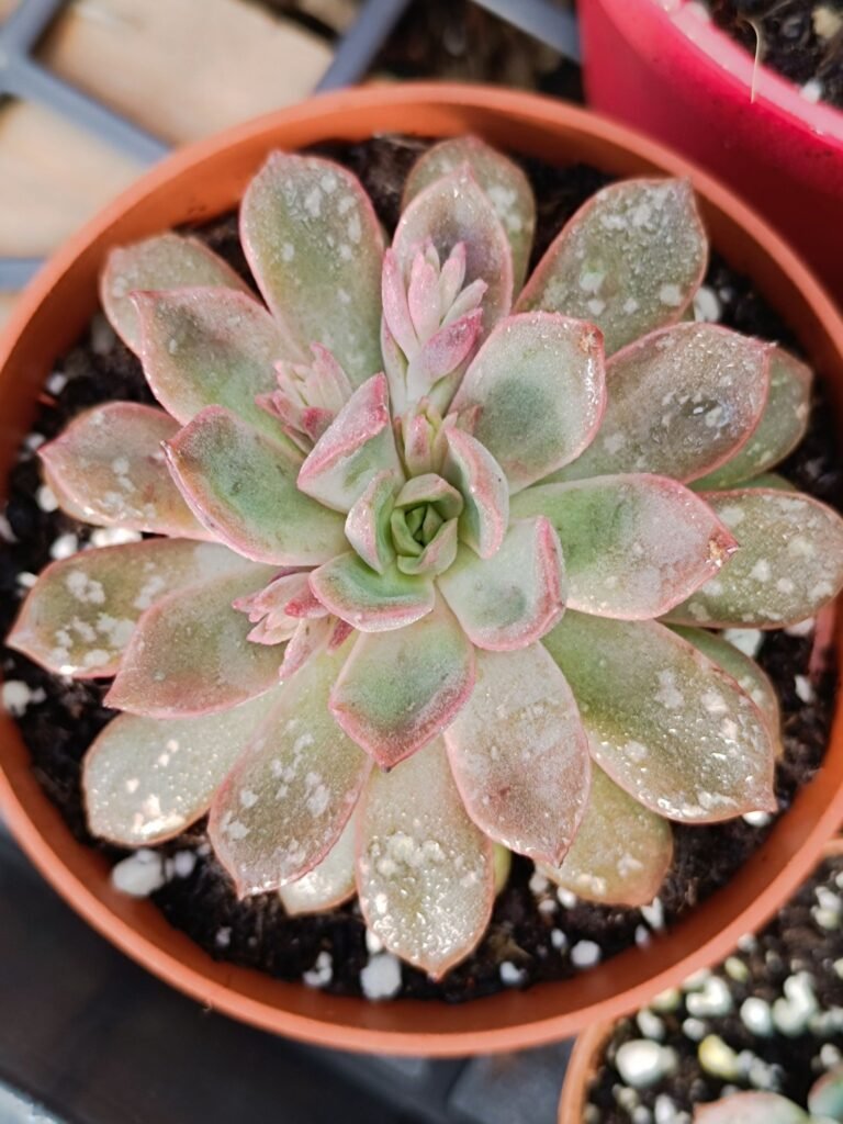 Echeveria Mina