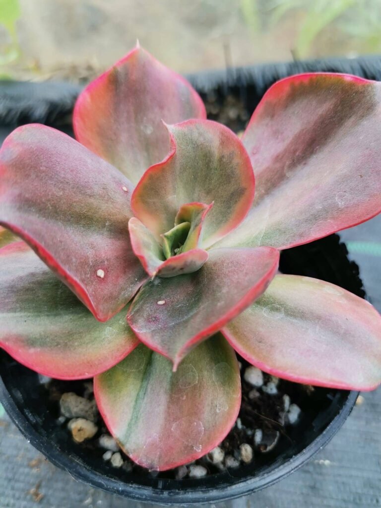 echeveria Mini Gosong Variegata Korean