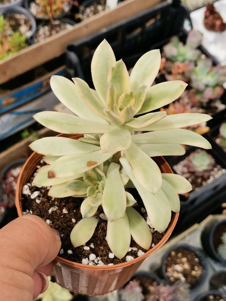 Echeveria Minibelle Variegata