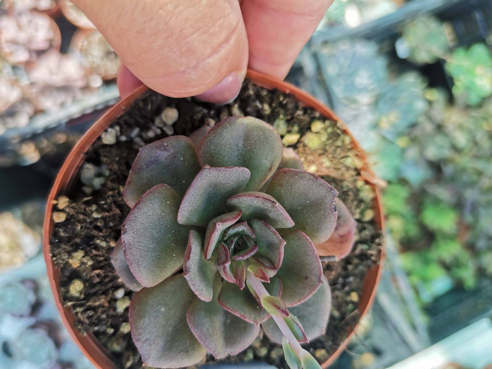 Echeveria Moranii