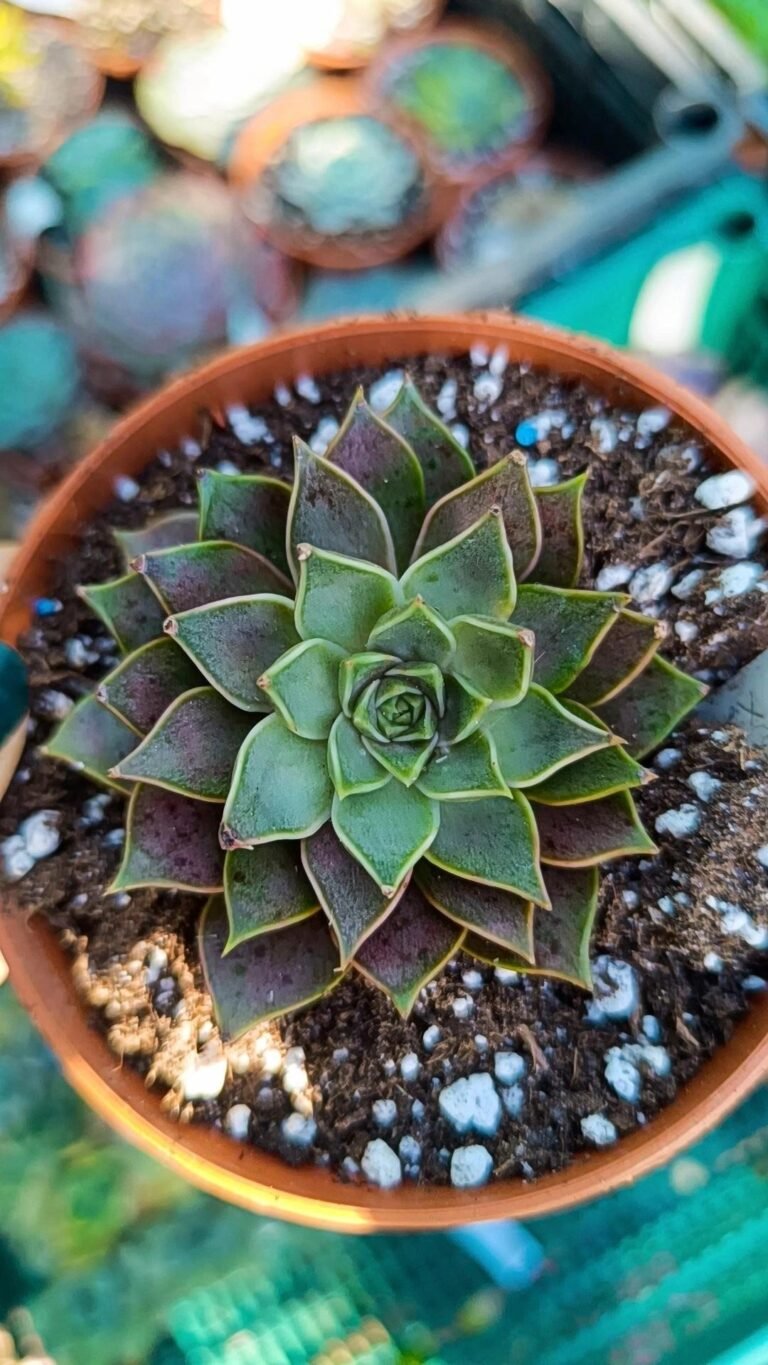 Echeveria mysterious rose korean