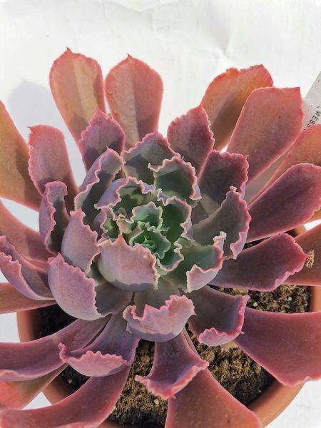 Echeveria Neon Breakers