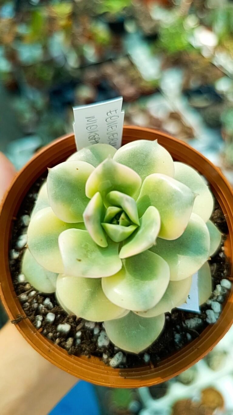 Echeveria Nicksana Variegata