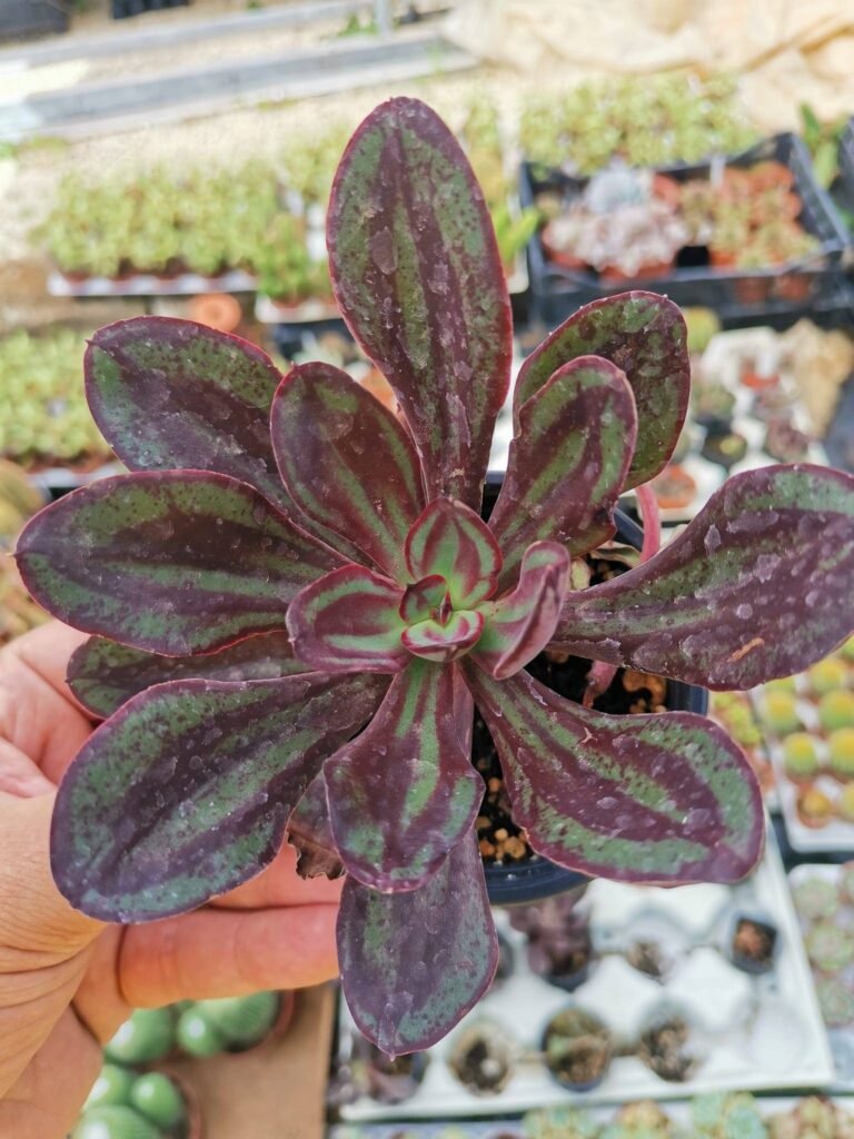 Echeveria Nodulosa
