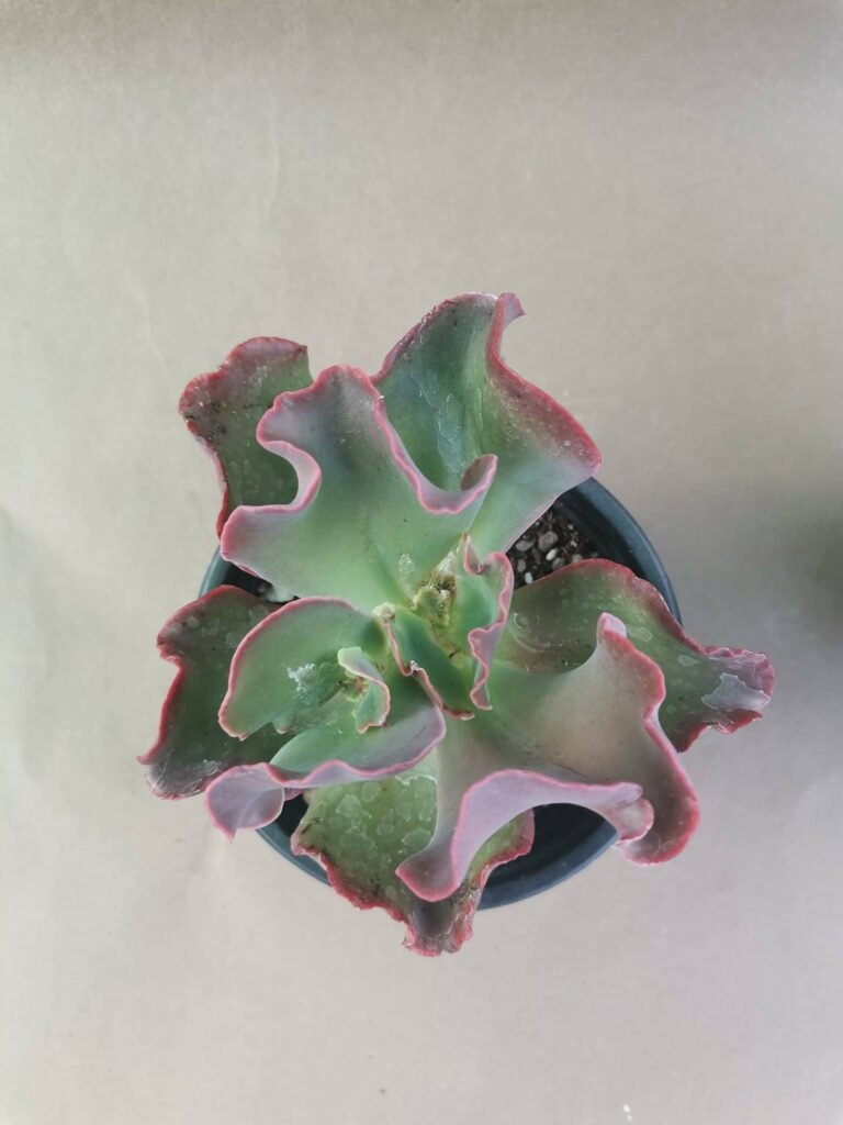 Echeveria Ondulata