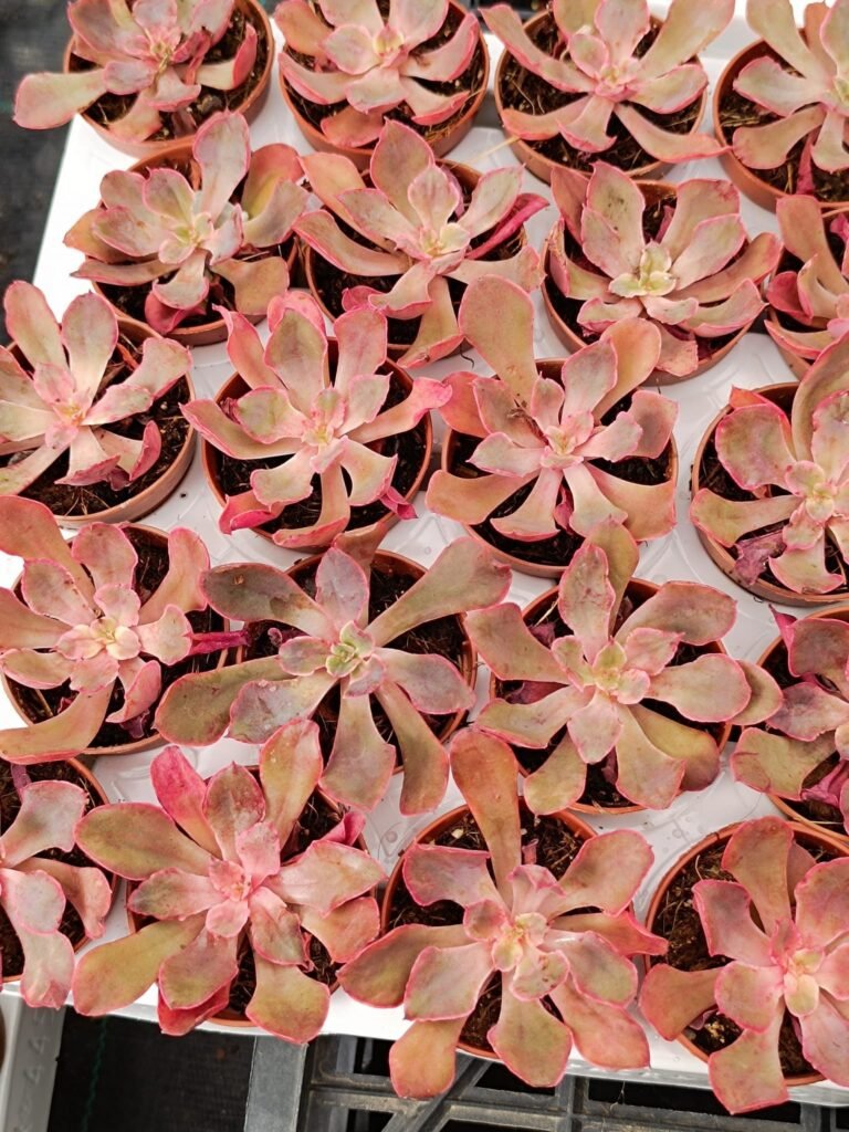 Echeveria Painted Frills