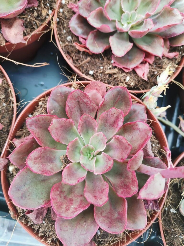 Echeveria Painted Frills