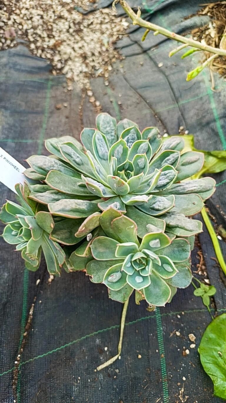 Echeveria parva x pinwheel