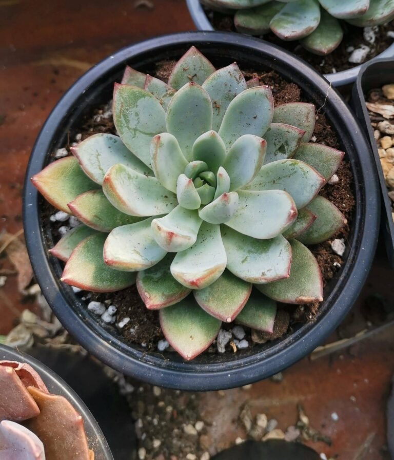 Echeveria Peacockii