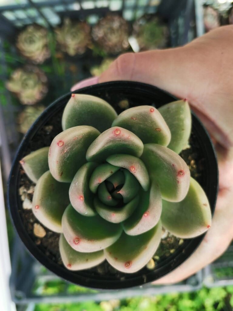Echeveria Penelope