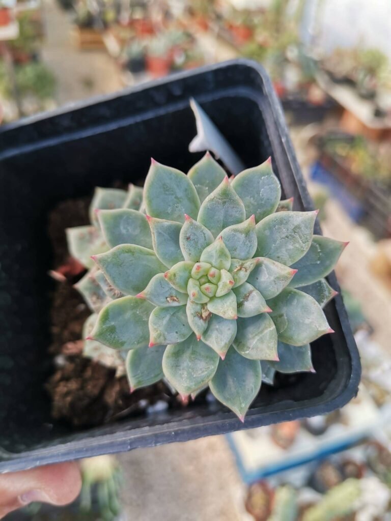 Echeveria Penguin