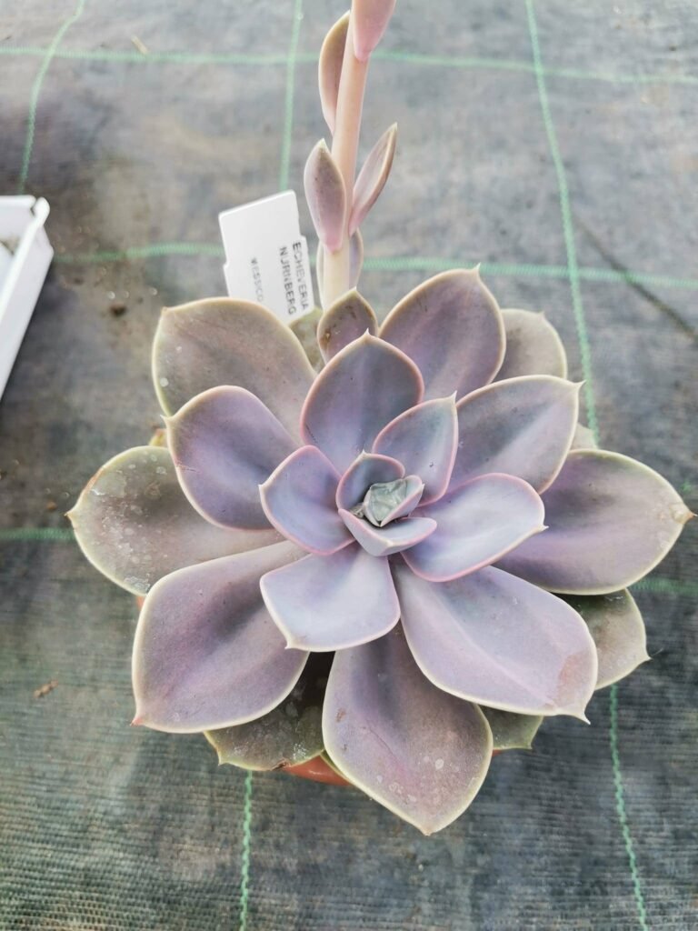 Echeveria Perla di Norimberga