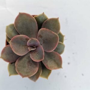Echeveria Perla di Norimberga
