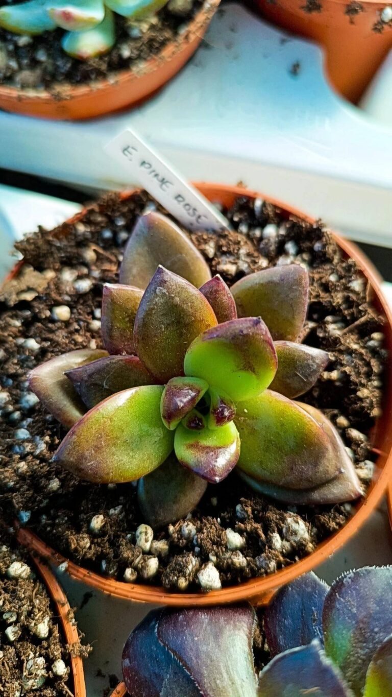 Echeveria Pine rose korean
