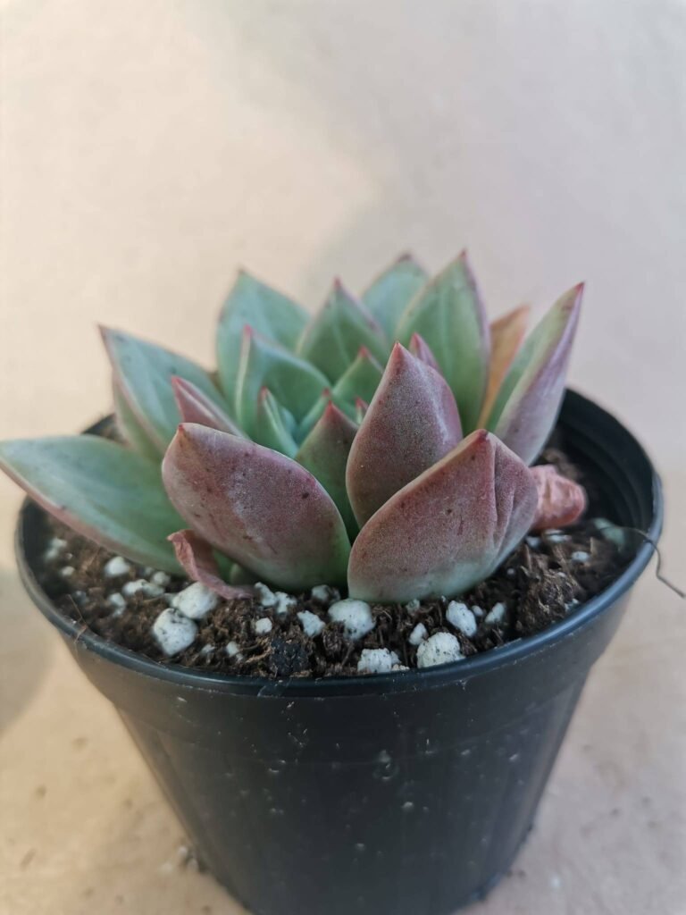 Echeveria Pink Champagne Korean