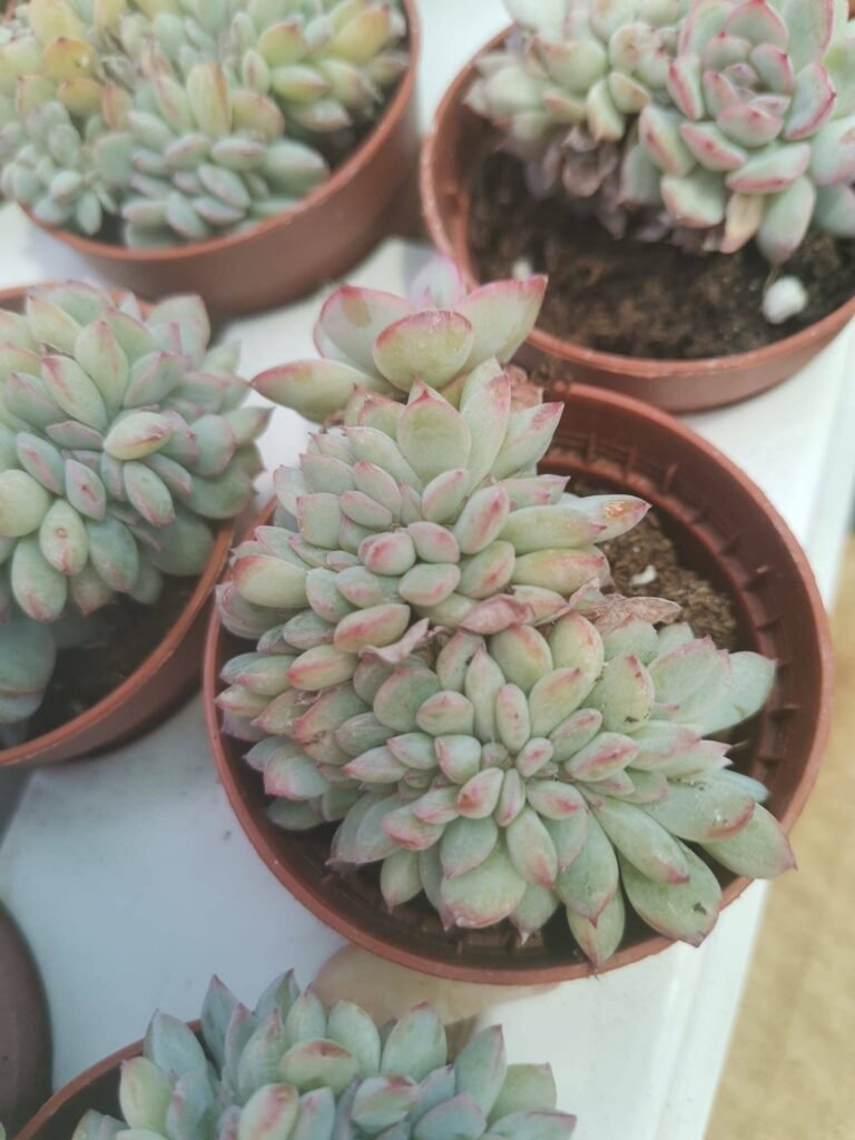 Echeveria Pink Line Crestata