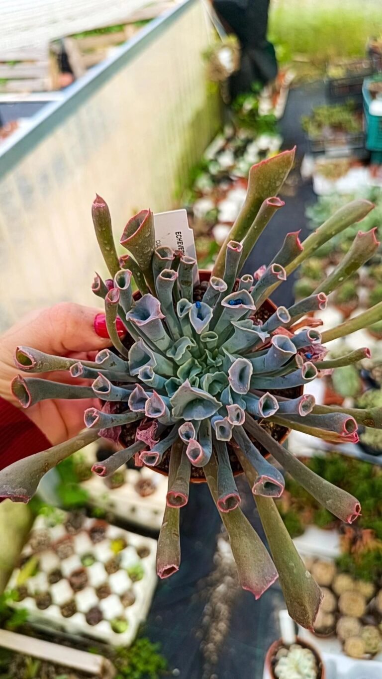 Echeveria Trumpet Pinky Korean