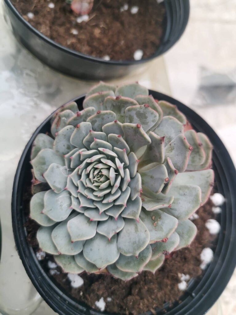 Echeveria Pinwheel