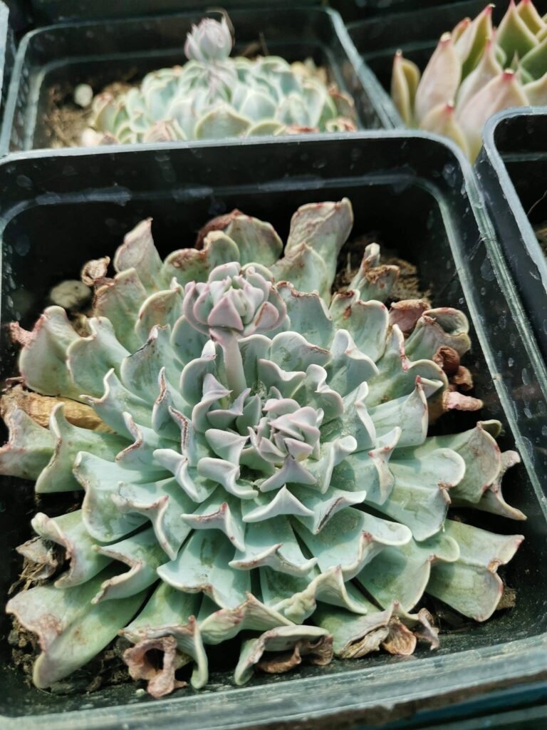 Echeveria Pinwheel Revolution