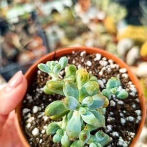 Echeveria prick star korean