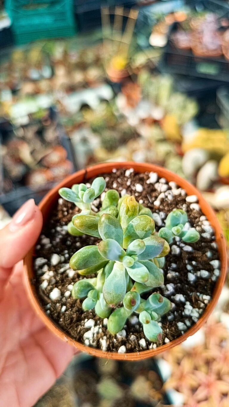 Echeveria prick star korean