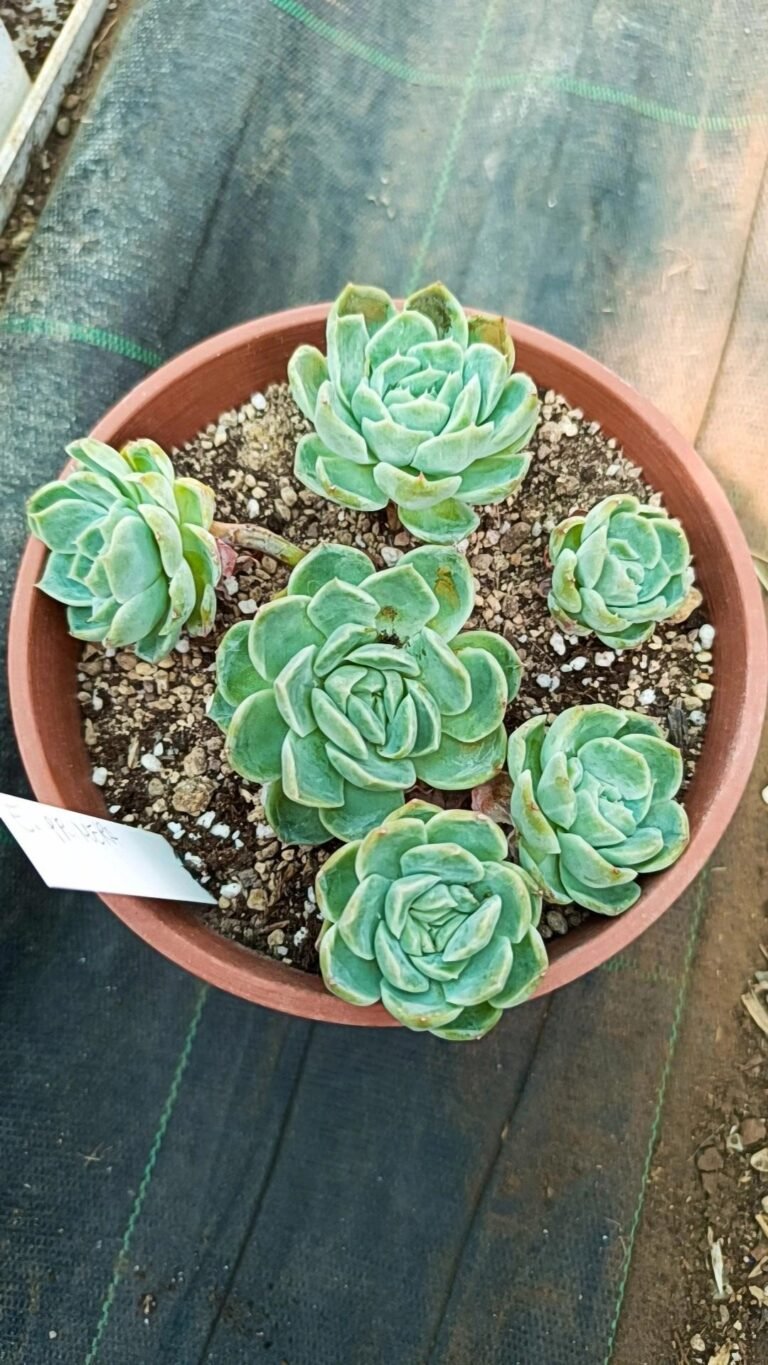 Echeveria Primera cluster