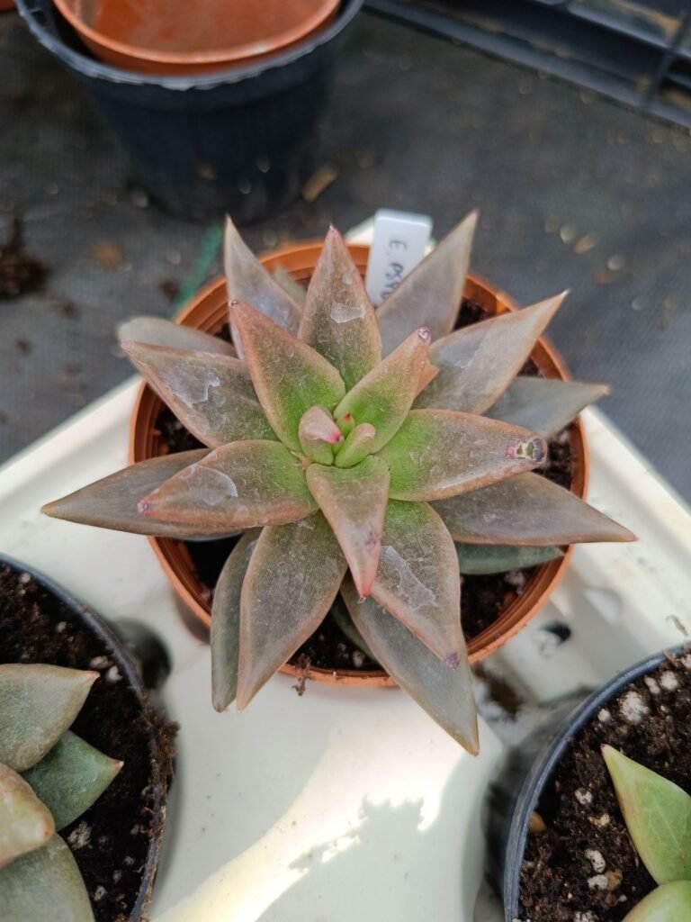 Echeveria Psyche