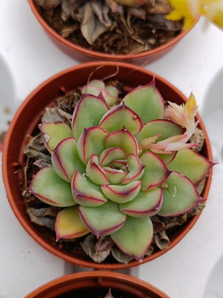Echeveria Pulidonis