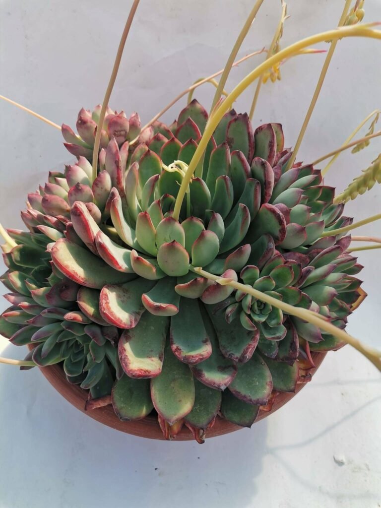 Echeveria Pulidonis Big Size