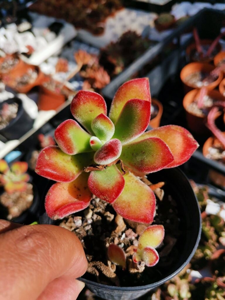 Echeveria Pulvinata