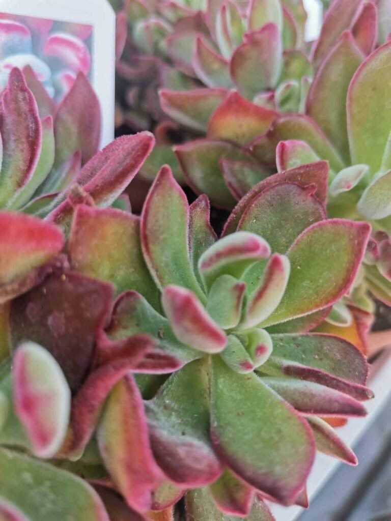 Echeveria Pulvinata Devotion