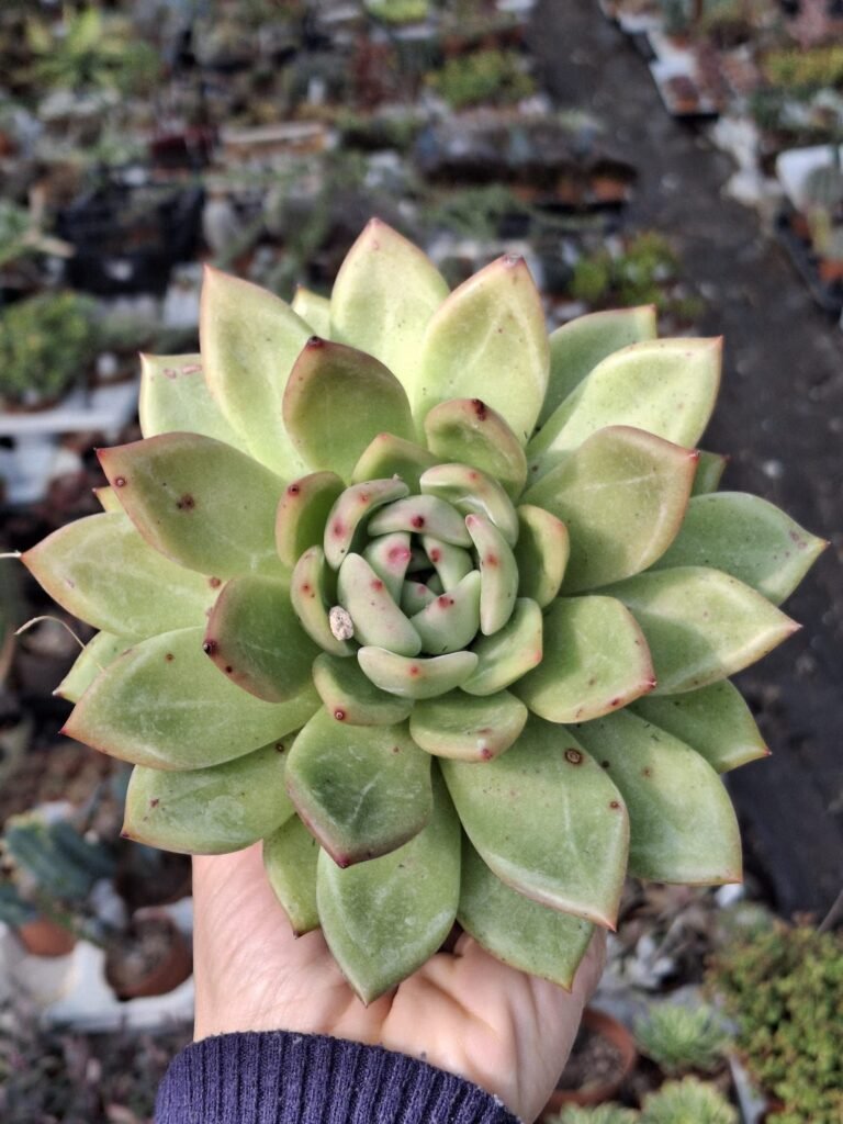 Echeveria Purple Champagne Korean