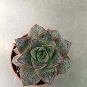 Echeveria Purpusorum