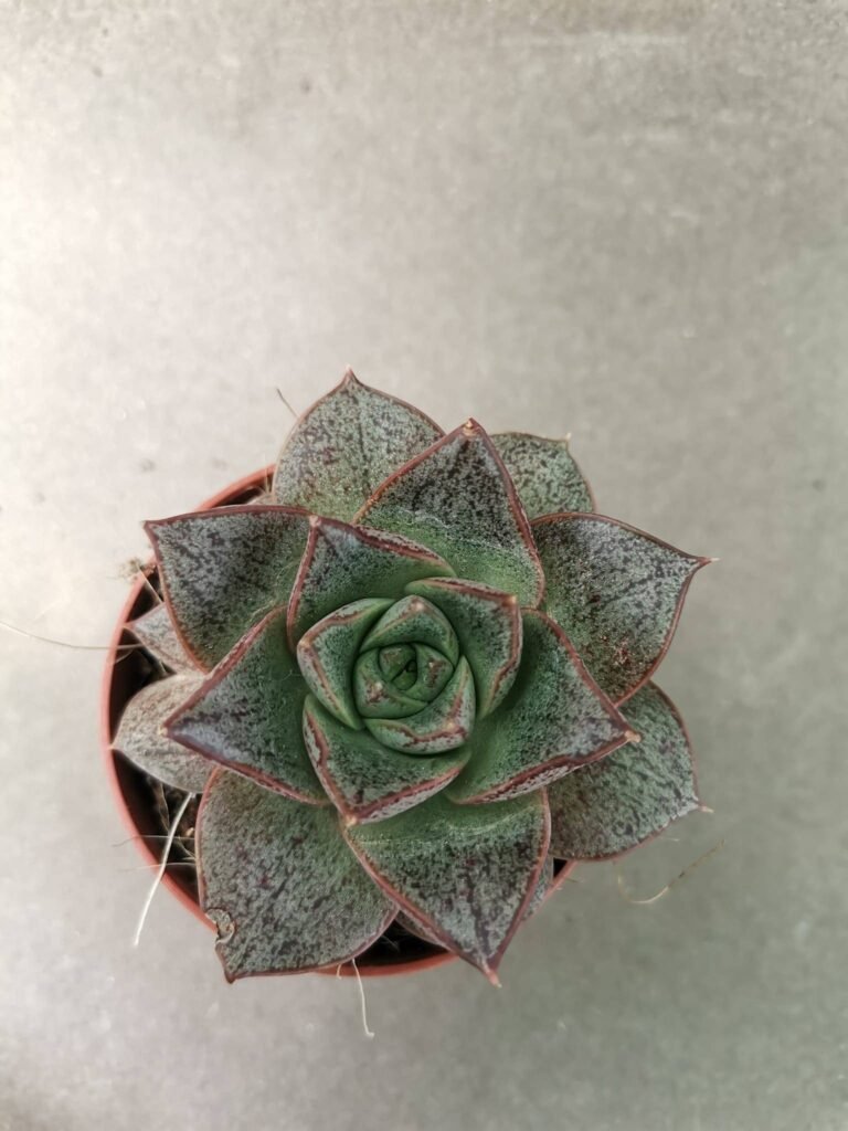 Echeveria Purpusorum