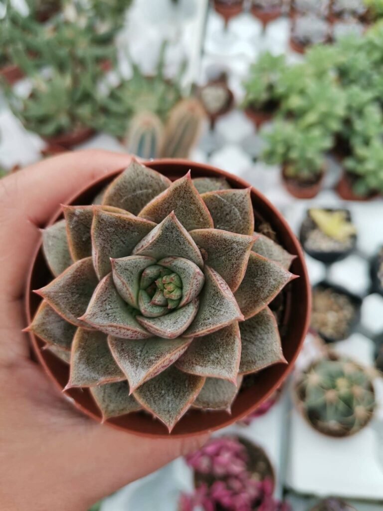 Echeveria Purpusorum