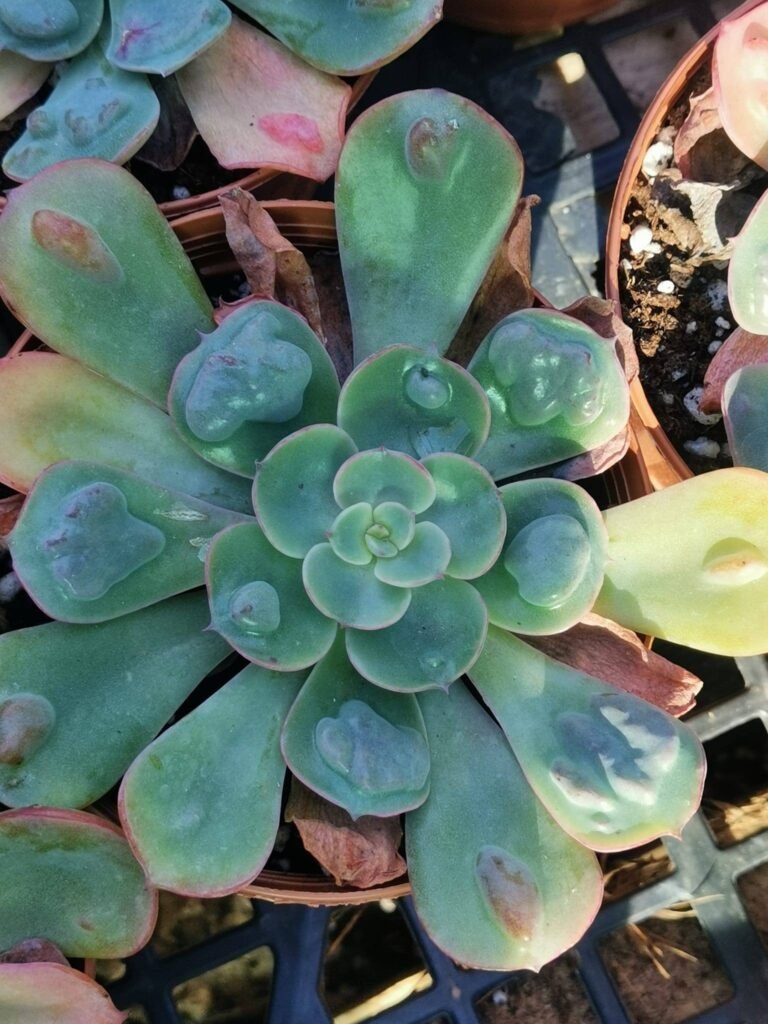Echeveria Raindrops