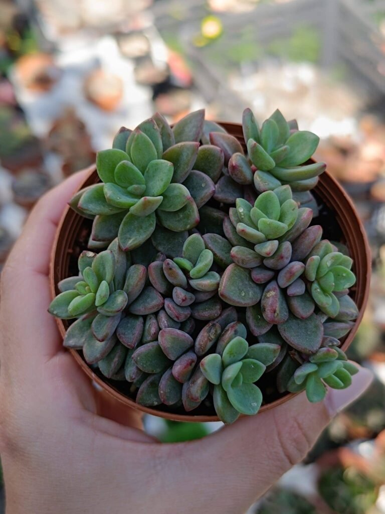 Echeveria Rezry Korean
