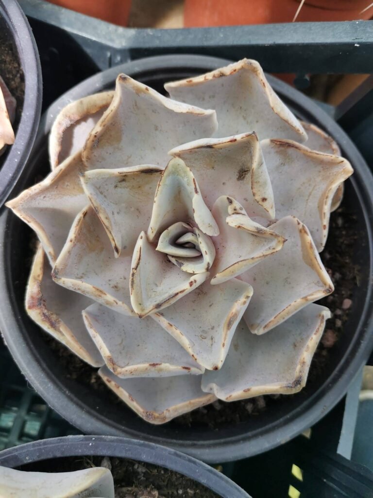 Echeveria Rodolfi