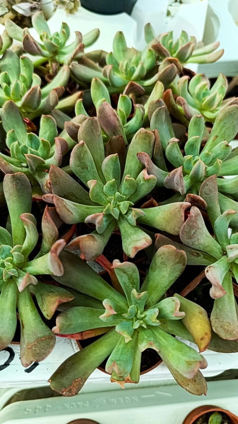 Echeveria Runyonii