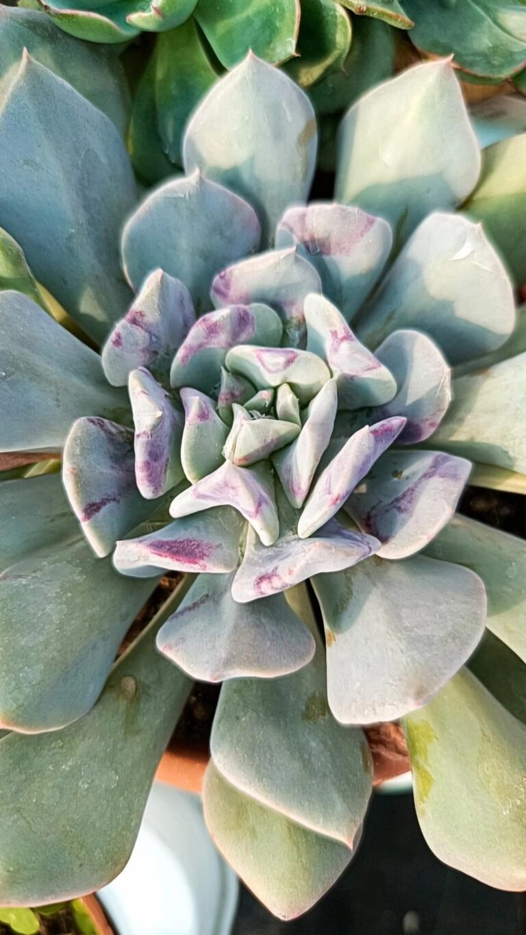 Echeveria Runyonii
