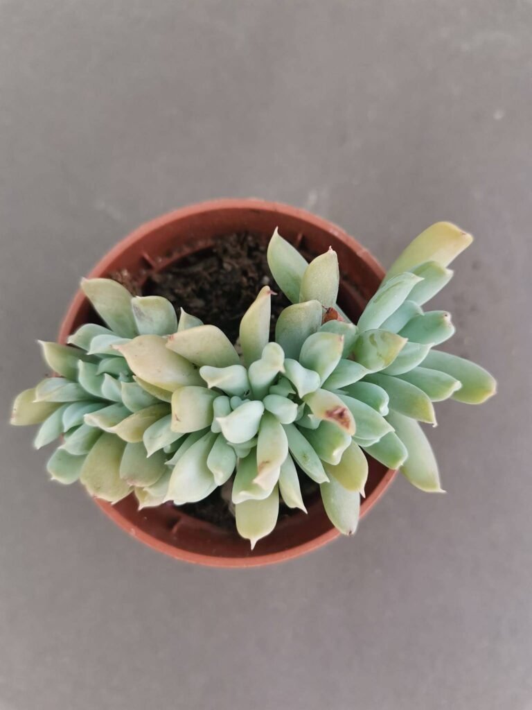 Echeveria Runyonii Crestata