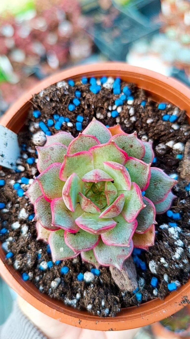 Echeveria russil korean