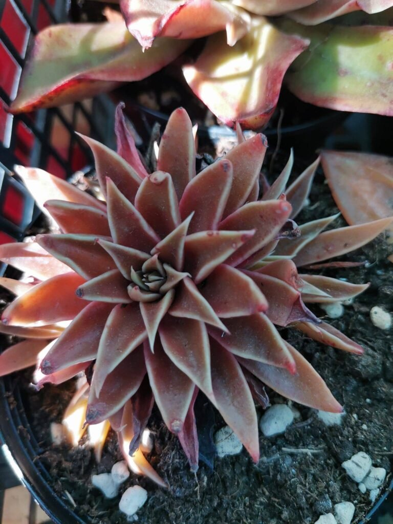 Echeveria Sabre Wolf