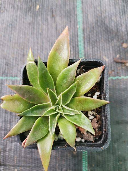 Echeveria Sabre Wolf