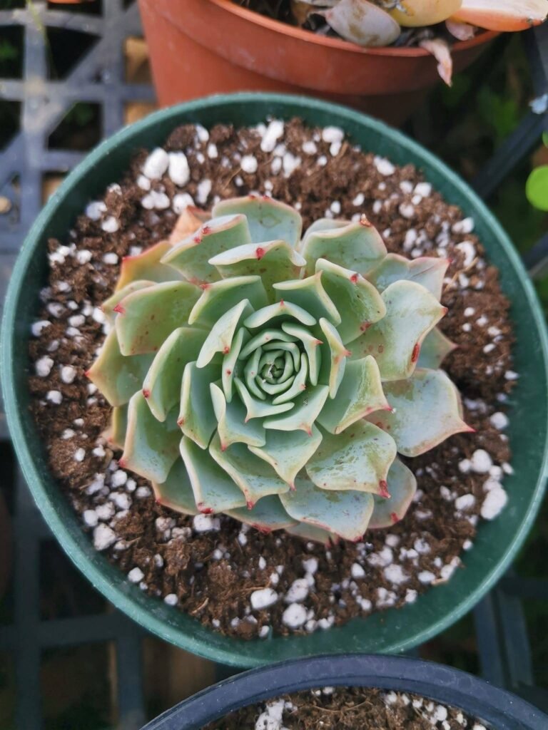 Echeveria Secunda