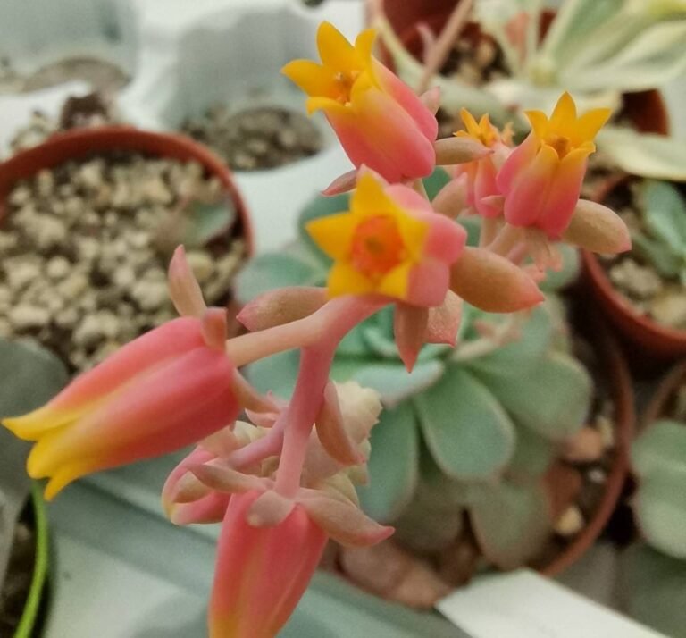 Echeveria Secunda Azulita