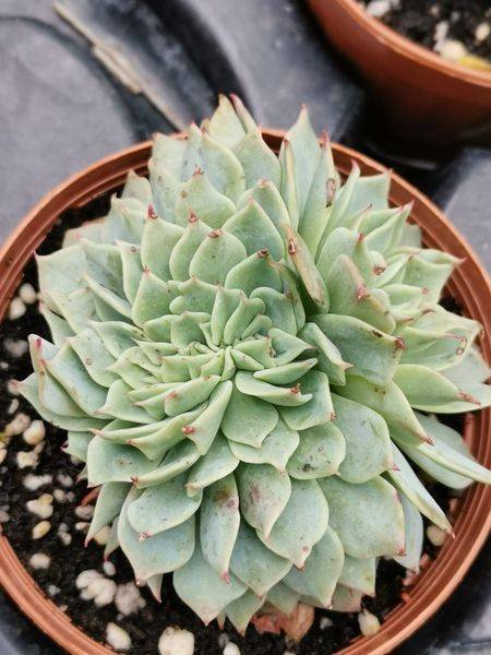 Echeveria Secunda Crestata