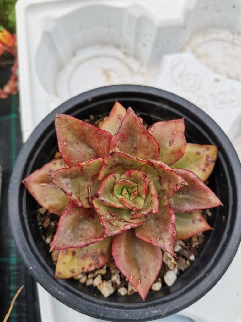 Echeveria Seiten Botan