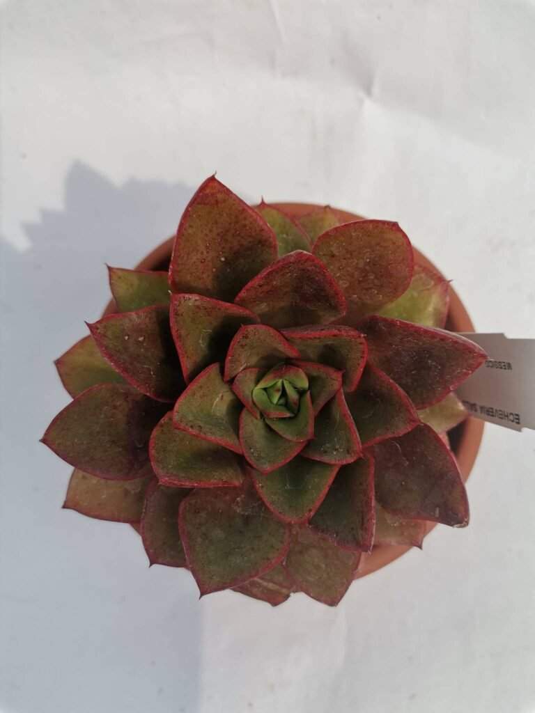 Echeveria Seiten Botan